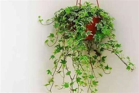 常春藤植物風水